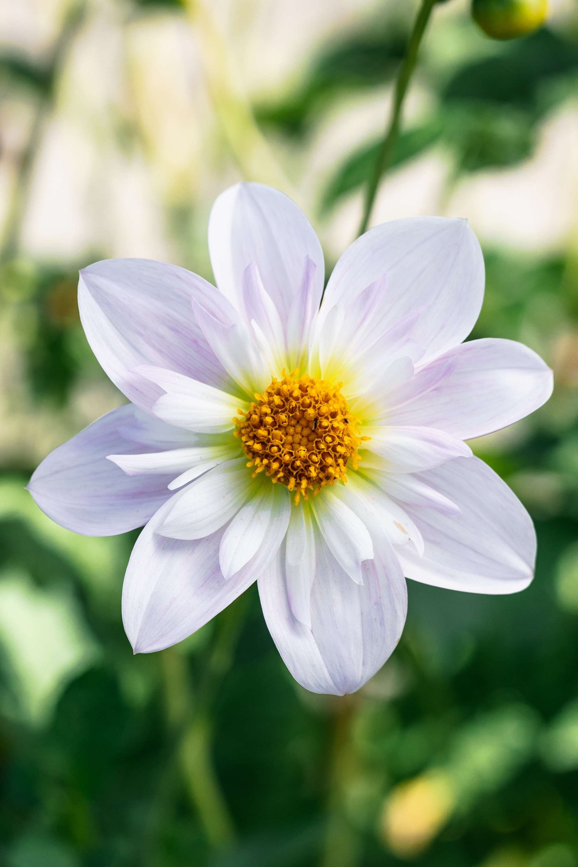 Dahlia 'Teesbrooke Audrey'